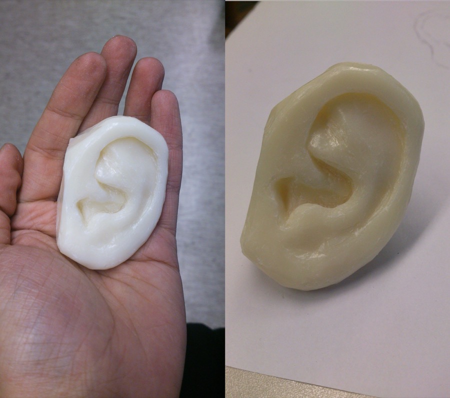 A study of the anatomy of the ear.