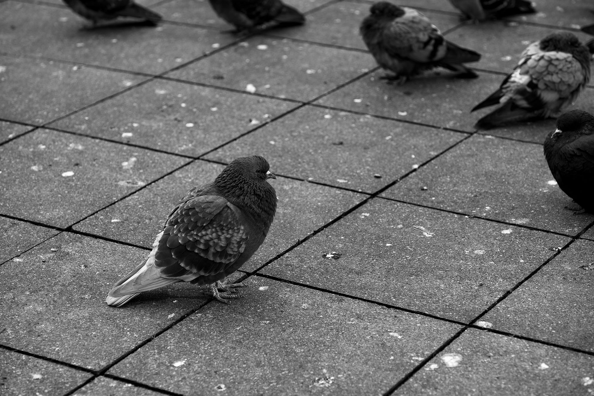 Pigeons on concrete.