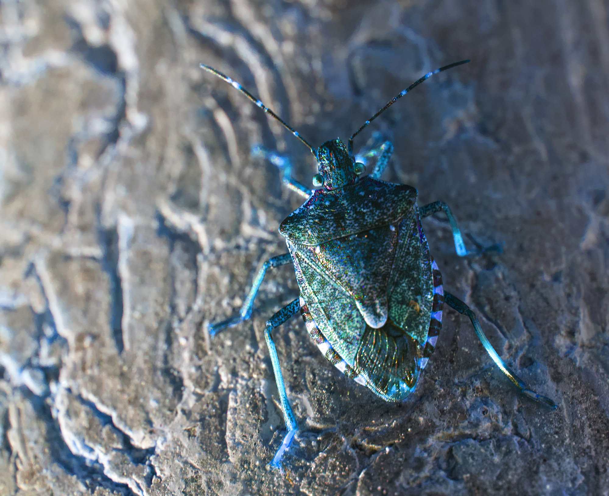 Beetle under tension.