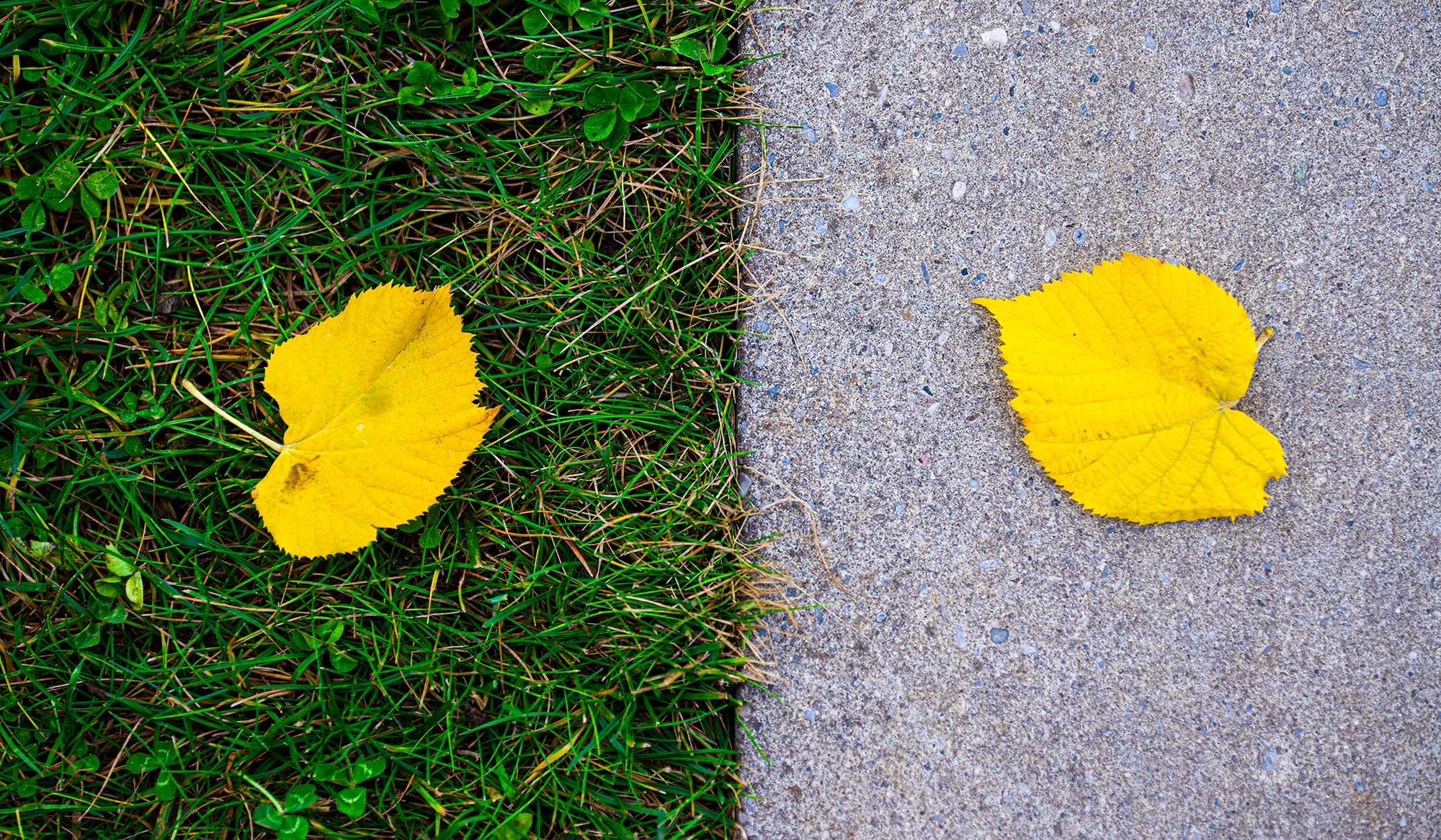 Concrete on grass or grass on concrete?